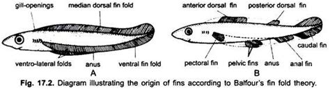 use of fins in fish|Fin System of Fishes (With Diagram) .